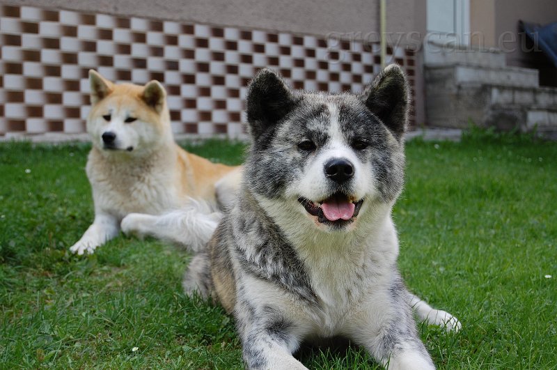 1 mamča-a-strejda.jpg